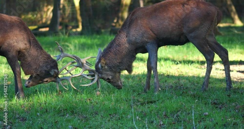 Fight between two deer close-ups