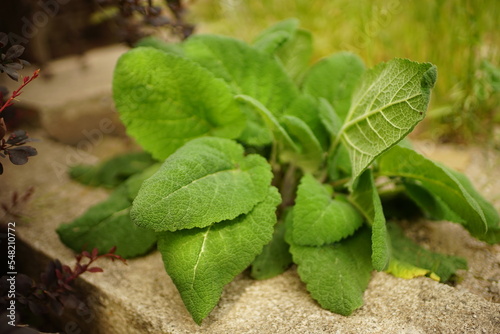 Wallpaper Mural Green burdock bush growing in a summer garden Torontodigital.ca