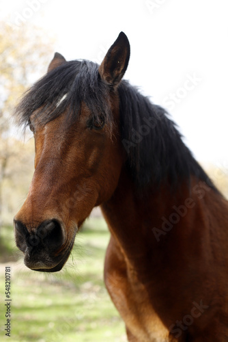 retrato de ecuestre de caballo de color marrón