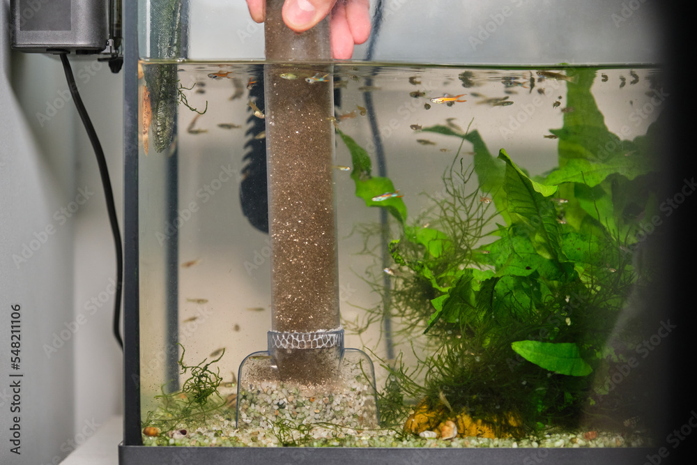 Close up of a hand pumping out water to clean up the substrate in a fish tank. Aquarium maintenance.