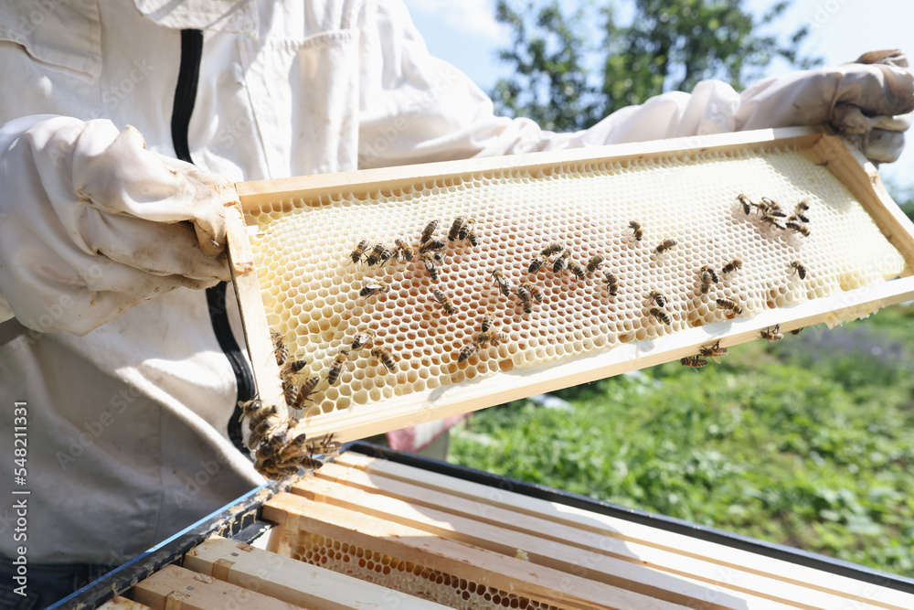 Beekeeper in white protective suit holding honey frame with bees Beekeeper in white protective suit holding honey frame with bees