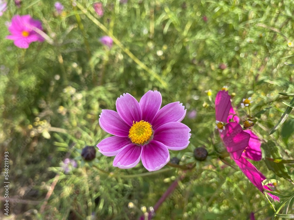 Fototapeta premium purple and yellow flowersコスモス