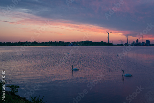 Schwäne am Lankenauer Höft, Bremen