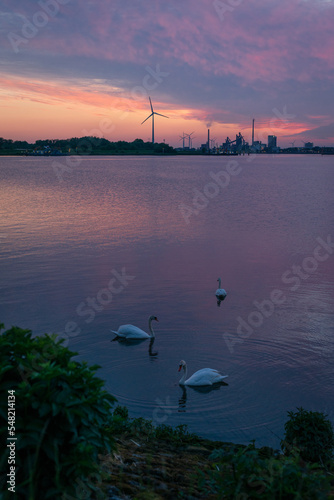 Schwäne am Lankenauer Höft, Bremen.  photo