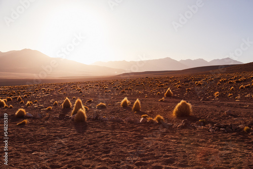 Backlit desert vegetation at sunset in the Eduardo Avaroa Andean Fauna National Reserve, southwest of the altiplano of Bolivia photo