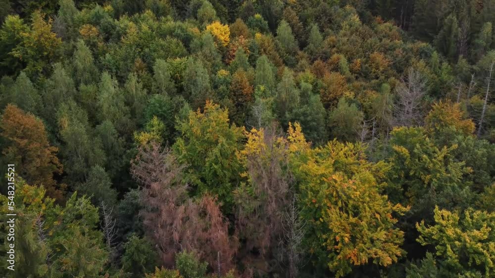 View of the Autumn deciduous forest playing with all the colours of October and November. A breathtaking fairy tale from mother nature. Yellow, green, orange, red all in one place. Beskydy, Czech repu View of the Autumn deciduous forest playing with all the colours of October and November. A breathtaking fairy tale from mother nature. Yellow, green, orange, red all in one place. Beskydy, Czech repu