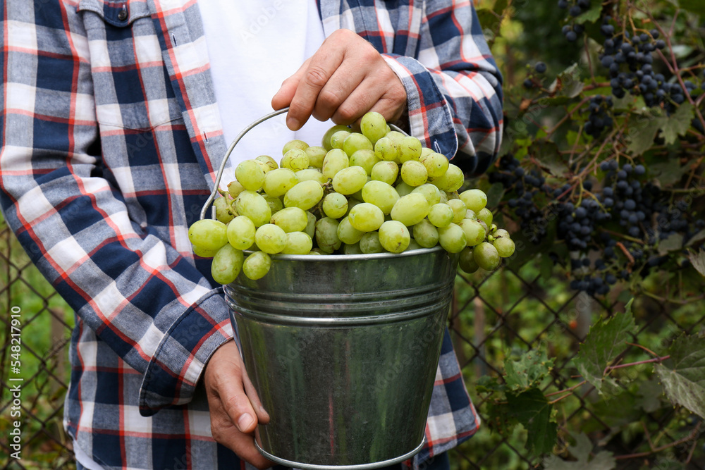 Fototapeta premium Farmer holding bucket with ripe grapes in vineyard, closeup