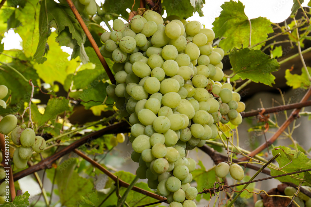Delicious green grapes growing in vineyard, closeup