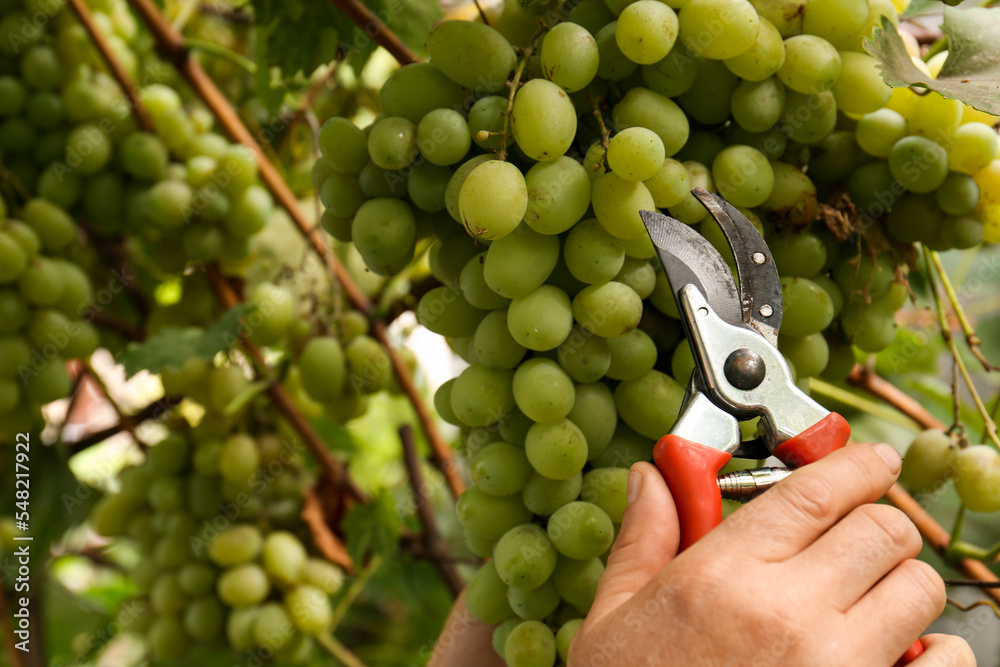 Fototapeta premium Farmer with secateurs picking ripe grapes in garden, closeup