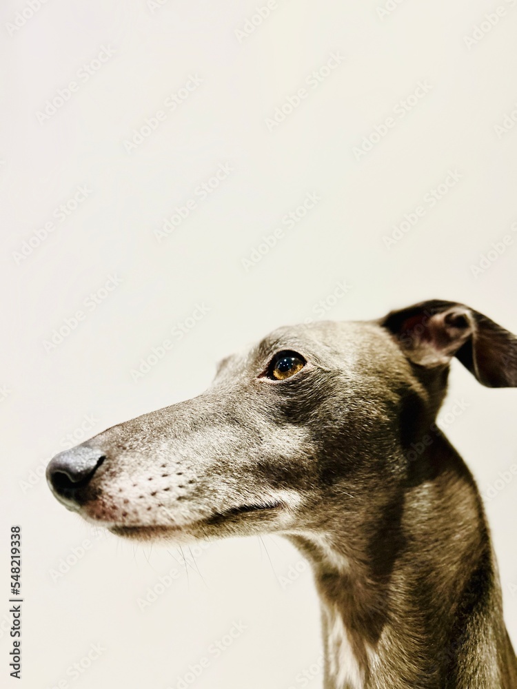 Portrait of a grey whippet a short hair dog Portrait of a grey whippet a short hair dog