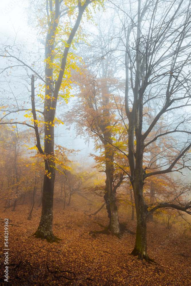 Tree with yellow leaves in autumn day in foggy forest Tree with yellow leaves in autumn day in foggy forest