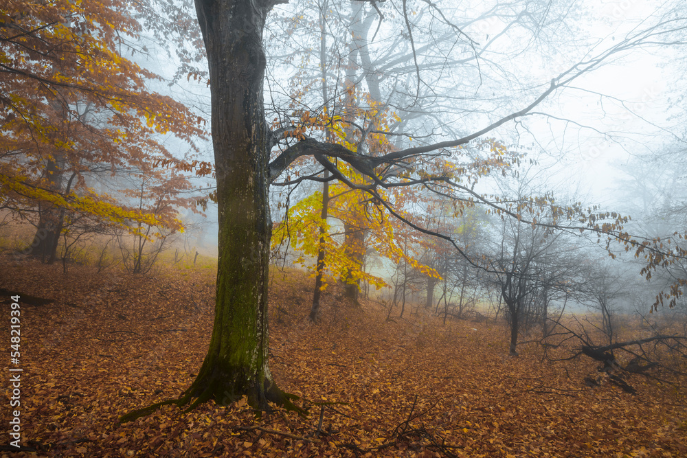 Tree with yellow leaves in autumn day in foggy forest