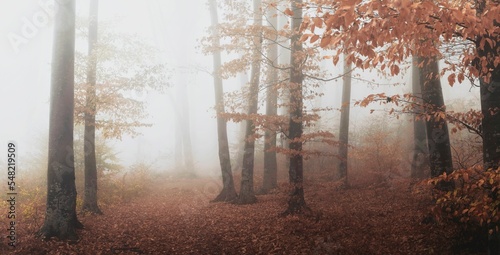 Panorama of trail in misty forest. Foggy forest autumn day