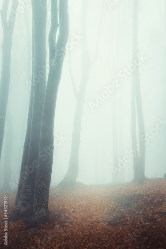Lonely tree in foggy forest. Autumn spooky day in misty woodland