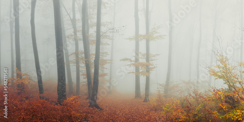 Fototapeta Naklejka Na Ścianę i Meble -  Panorama trail in foggy forest during an autumn day. Misty woodland
