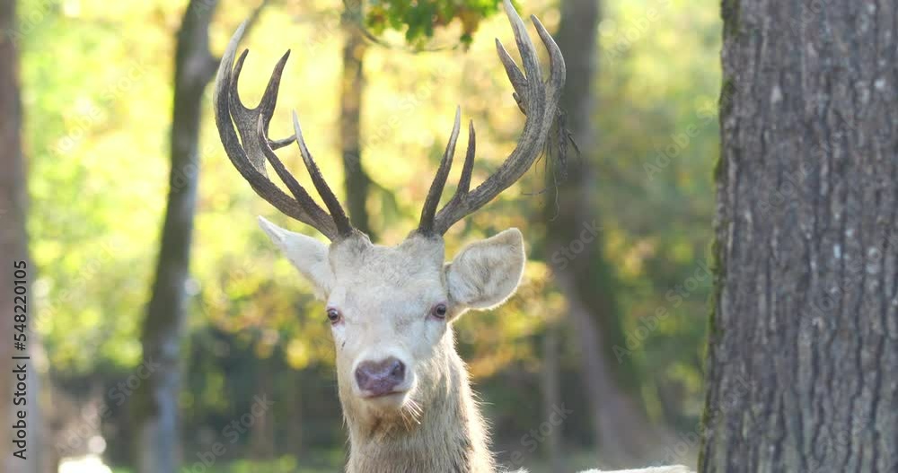 White deer and its antlers close-up in the forest White deer and its antlers close-up in the forest