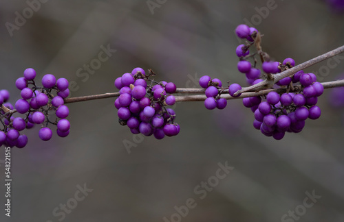 Close up from Callicarpa bodinieri berries outside in the garden