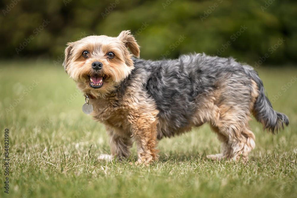 Yorkshire Terrier standing looking at the camera Yorkshire Terrier standing looking at the camera