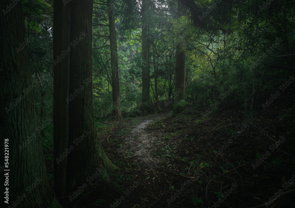 Fototapeta premium invitation of the forest