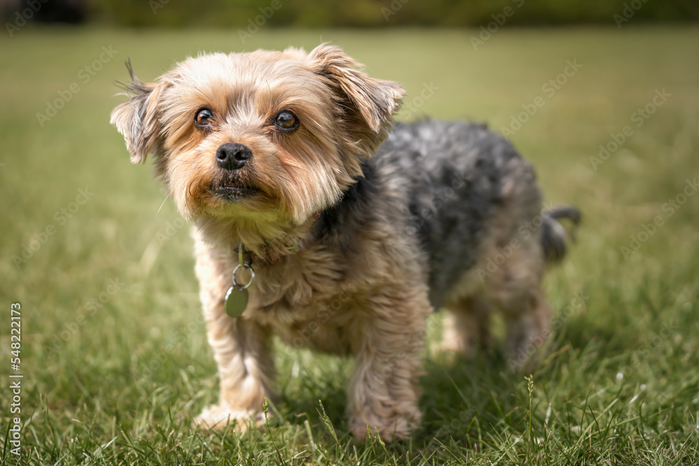 Yorkshire Terrier standing looking at the camera Yorkshire Terrier standing looking at the camera