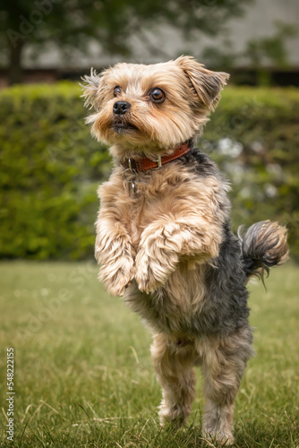 Yorkshire Terrier standing tall on his hind legs