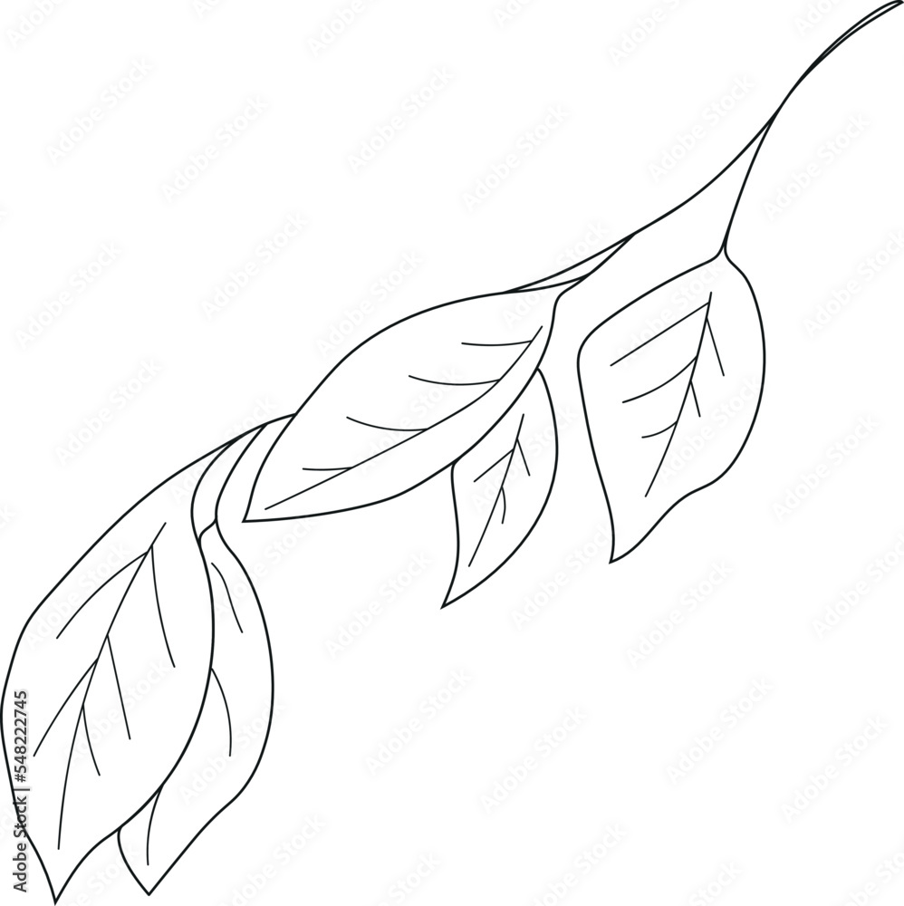 outline branch wit leaves