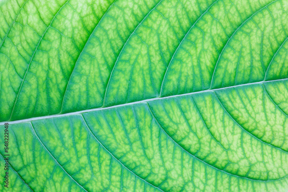 Obraz premium Close-up shot of green leaf showing detailed.