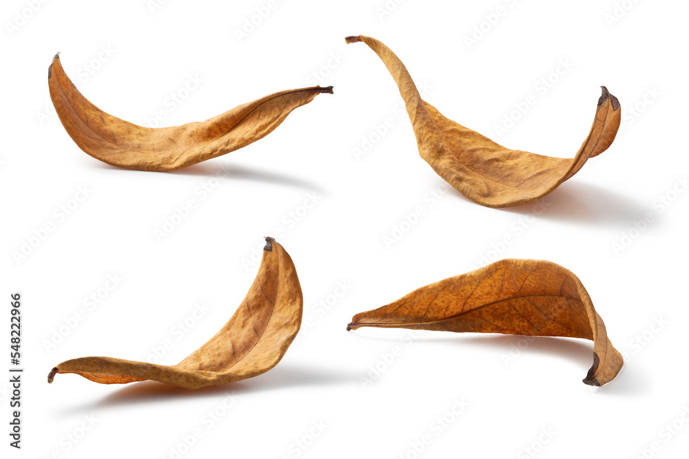 Fototapeta premium dry leaf shape on white