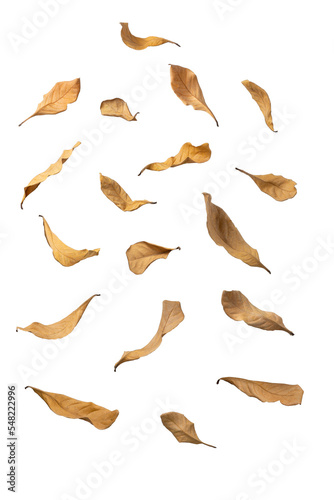 dry leaf shape on white
