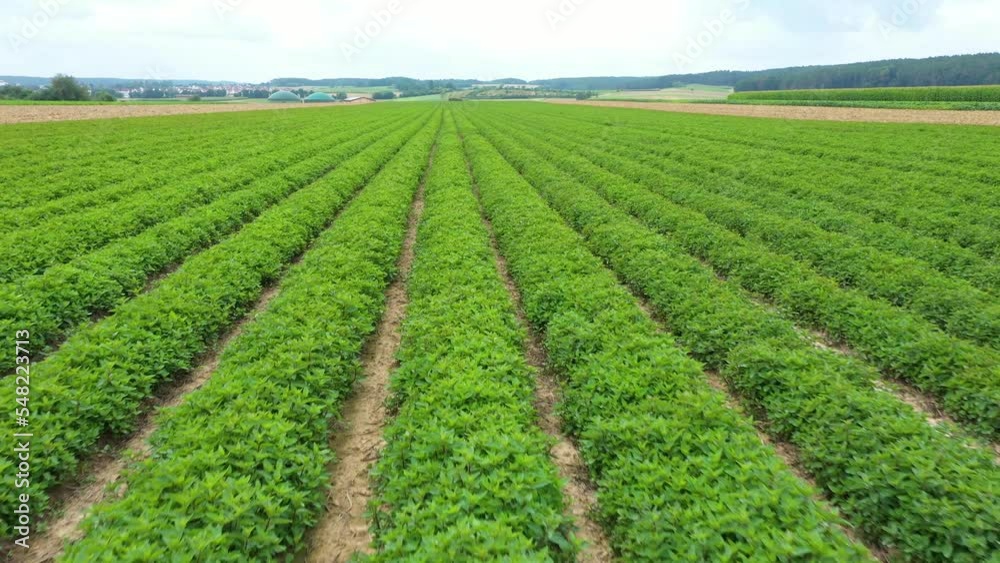 Agricultural field with sown spices. A field of mint, pepper, lemon balm, oregano or basil. Growing organic products. Industrialization of the agro-industry. Moving forward Agricultural field with sown spices. A field of mint, pepper, lemon balm, oregano or basil. Growing organic products. Industrialization of the agro-industry. Moving forward