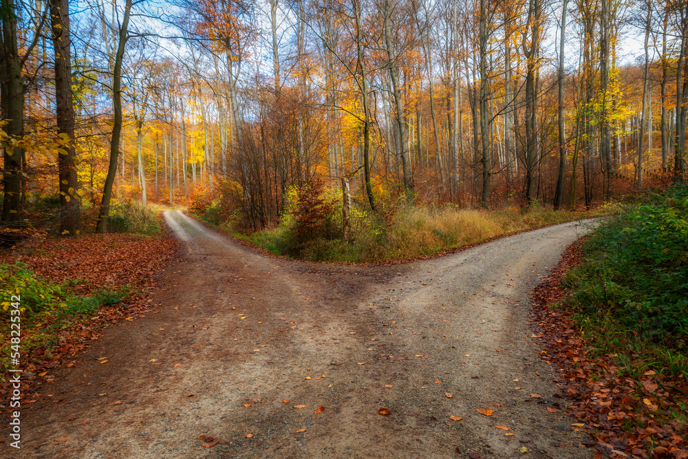 Obraz premium Herbstwald