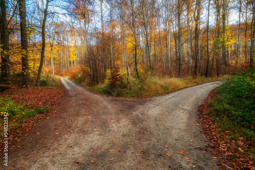 Herbstwald