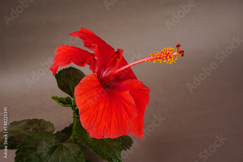 Bright large flowers of red hibiscus in basket.