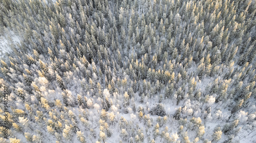 Lapland, Scandinavia in winter. Aerial view of winter forest covered in snow, drone photography - panoramic image of Beautiful frosty trees, christmas time, Happy new year.