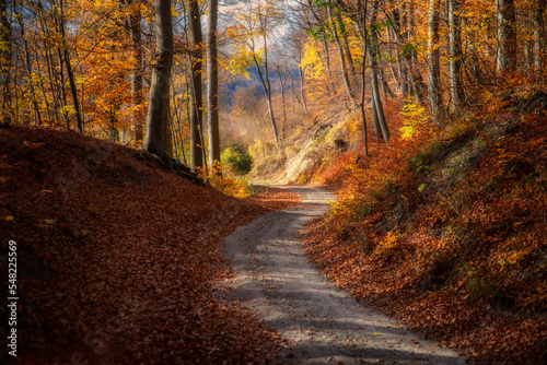 Herbstwald