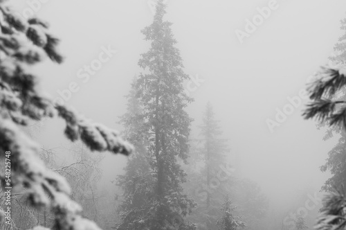 Silhouette of fir tree tops in fog