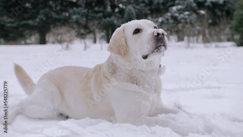  A dog (Labrador) lies on the snow in winter, licks its lips and eats the snow. slow motion video