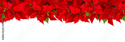 PNG Christmas banner Red poinsettia flower isolated photo