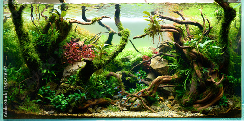 Beautiful freshwater aquascape with live aquarium plants, Frodo stones, redmoor roots covered by java moss and a school of blue neon tetra fish. Isolated view. photo