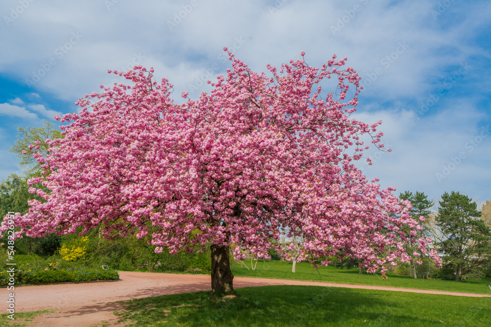 Japanese cherry sakura with pink flowers in spring time on green meadow. Japanese cherry sakura with pink flowers in spring time on green meadow.