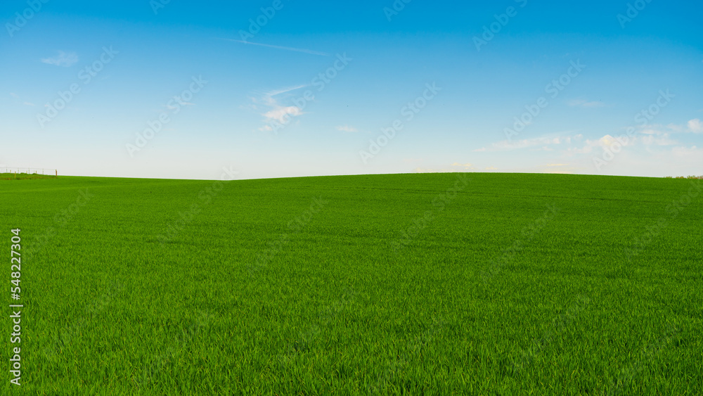 Idyllic grassland, rolling green fields, blue sky and white clouds in the background