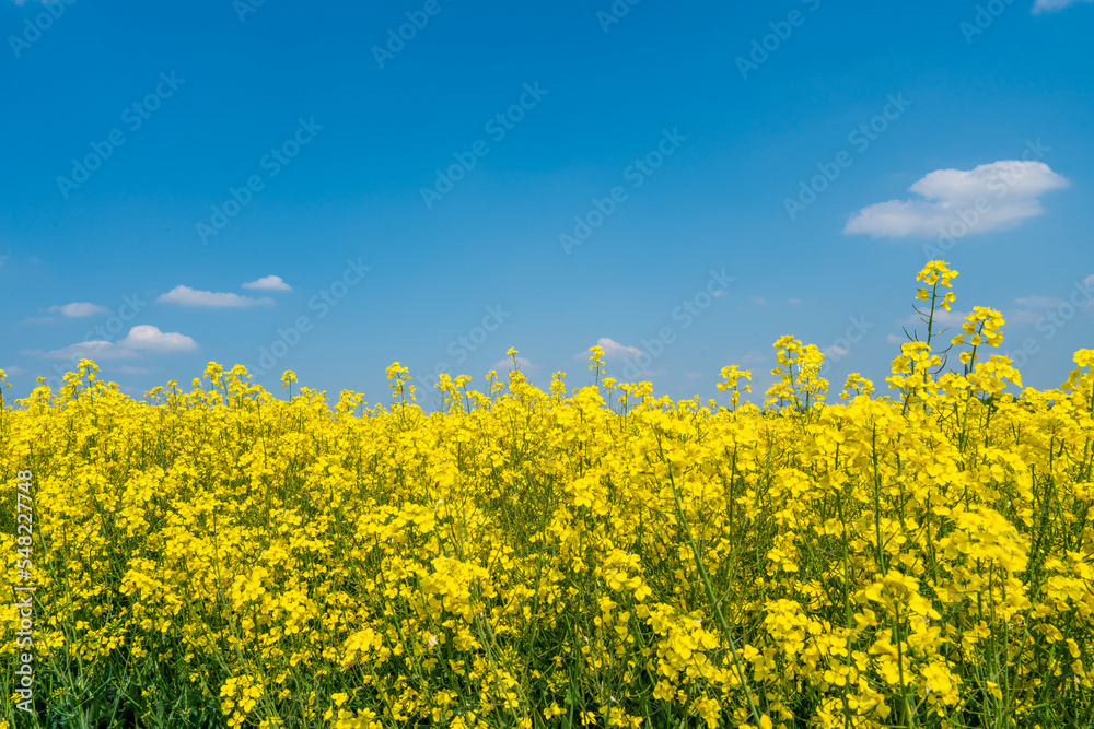 Rapeseed field and blue sky as the embodiment of the Ukrainian flag Rapeseed field and blue sky as the embodiment of the Ukrainian flag