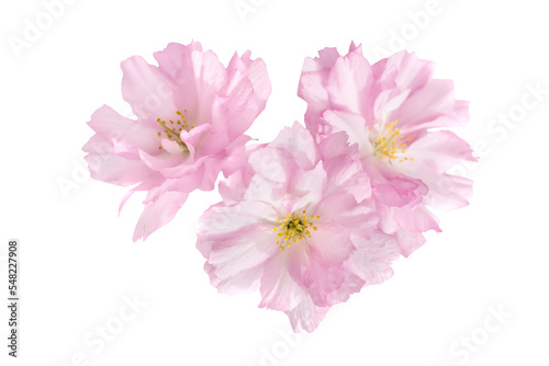 Pink sakura flowers in PNG isolated on transparent background