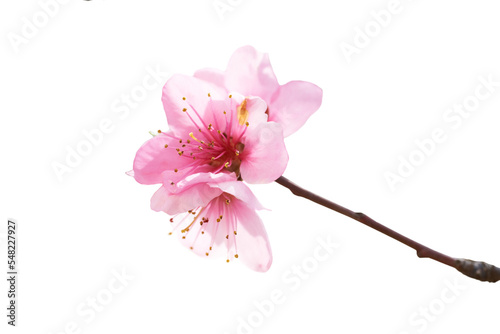 Fototapeta Naklejka Na Ścianę i Meble -  Pink flowers branch in PNG isolated on transparent background