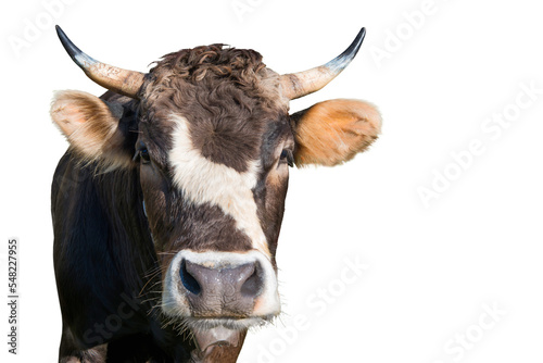 Funny cow head from farm in PNG isolated on transparent background photo