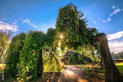 Pathway leading through a narural trees arch tunnel and foliage. Sunny rays through leaves and blue sky. Beautiful sunset light background photo