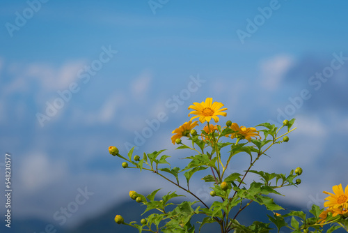 Fototapeta Naklejka Na Ścianę i Meble -  Beautiful Yellow flowers are Mexican sunflowers or Tithonia Diversifolia on Tung Bua Tong Mountain with Mexican sunflower field on Doi Mae U-Kho in Mae Hong Son, Thailand.