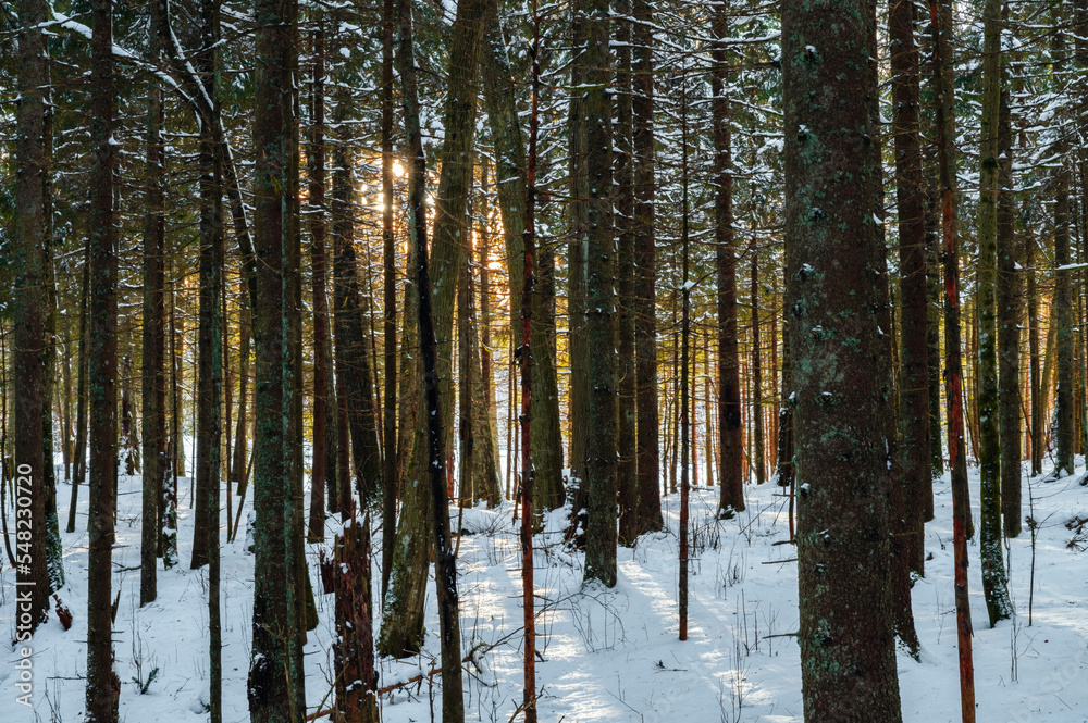 Sun shining trough a forest covered with snow Sun shining trough a forest covered with snow