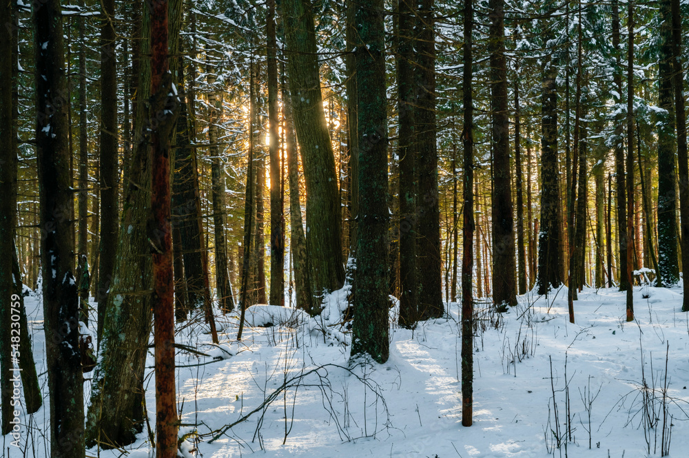 Sun shining trough a forest covered with snow