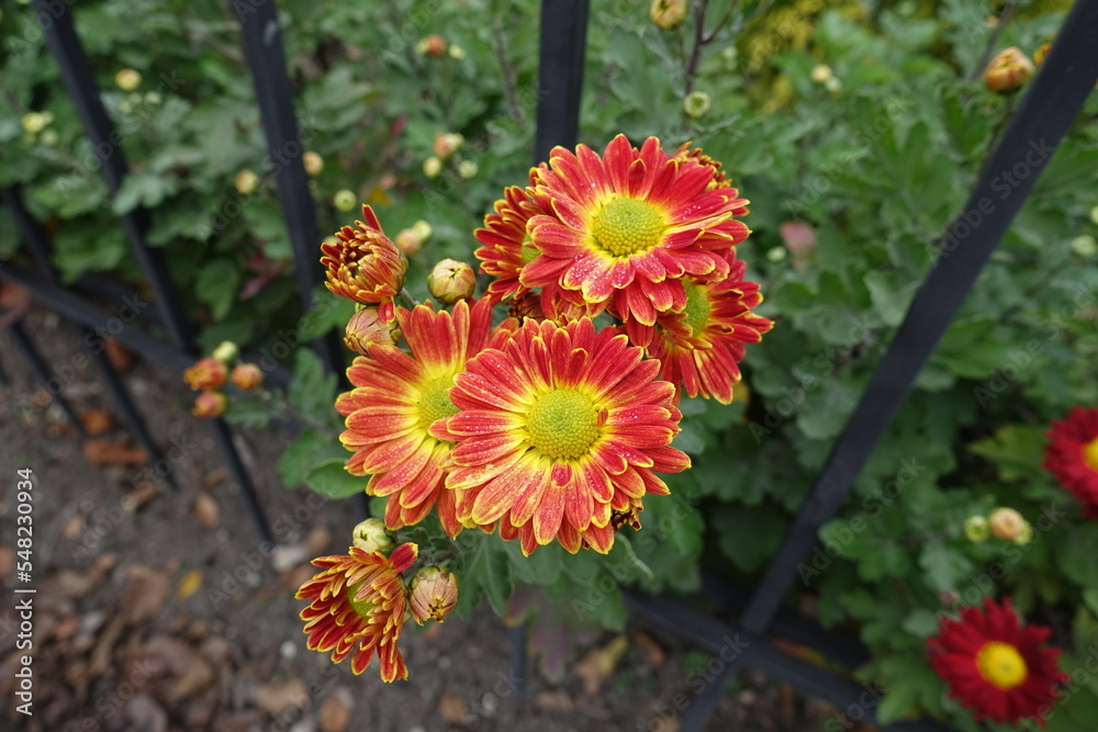 Yellow and red flowers of Chrysanthemums with droplets of water in October Yellow and red flowers of Chrysanthemums with droplets of water in October